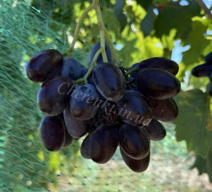 Князь Трубецькой