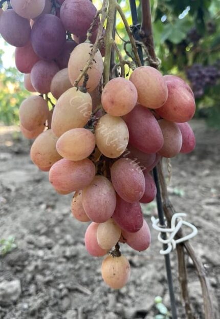 Червона троянда (Калугін)