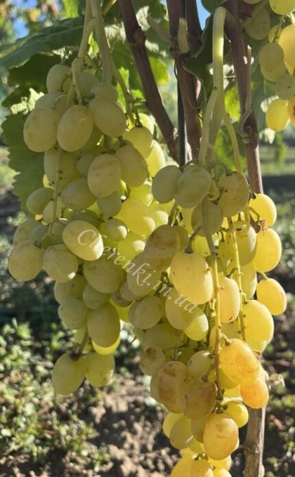 Шерлок (Кішміш)