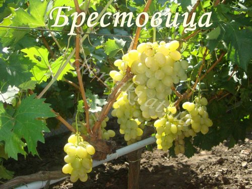 Брестовиця