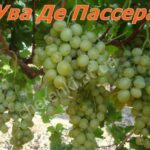 Ува де Пасера