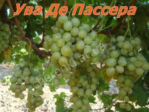 Ува де Пасера