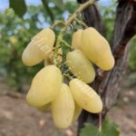 Алінка
