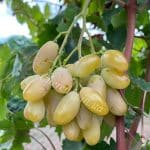 Біла Акація