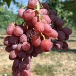 Фіаметта