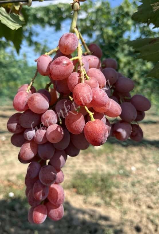 Фіаметта