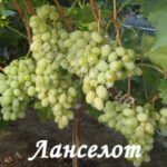 Ланселот