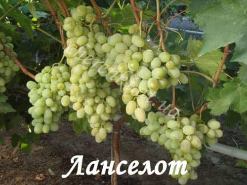 Ланселот
