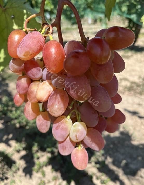 Легенда Аксая