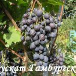 Мускат гамбурзький
