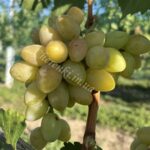 Пензлі Пікассо