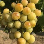 Прима України