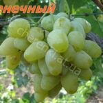 Вінцевий