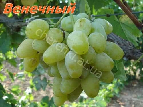 Вінцевий