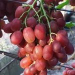 Шансон